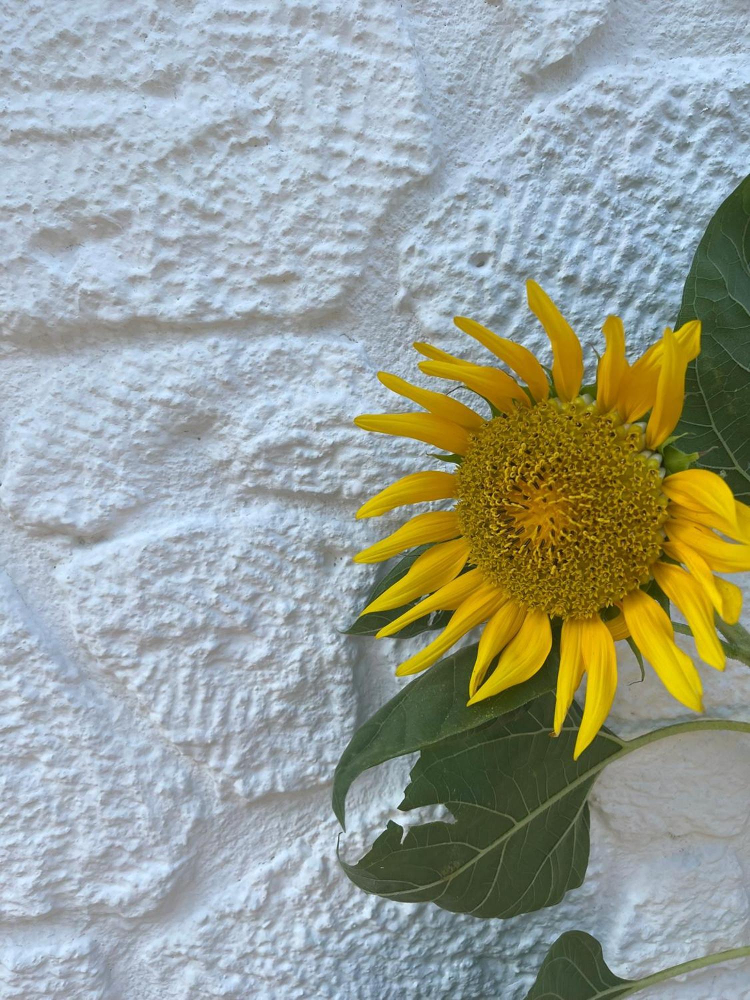 Anit Konak Alaçatı Exteriér fotografie